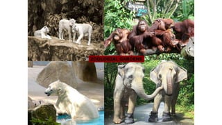 ZOOLOGIAL GARDENS
 