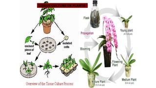 TISSUE CULTURE IN PLANTS
 