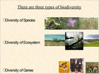 There are three types of biodiversity
Diversity ofSpecies
Diversity of Ecosystem
Diversity of Genes
 