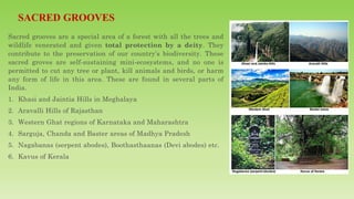 Sacred grooves are a special area of a forest with all the trees and
wildlife venerated and given total protection by a deity. They
contribute to the preservation of our country’s biodiversity. These
sacred groves are self-sustaining mini-ecosystems, and no one is
permitted to cut any tree or plant, kill animals and birds, or harm
any form of life in this area. These are found in several parts of
India.
1. Khasi and Jaintia Hills in Meghalaya
2. Aravalli Hills of Rajasthan
3. Western Ghat regions of Karnataka and Maharashtra
4. Sarguja, Chanda and Baster areas of Madhya Pradesh
5. Nagabanas (serpent abodes), Boothasthaanas (Devi abodes) etc.
6. Kavus of Kerala
 