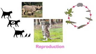 Environment Reproduce Biodiversity of living things for primary students | PDF