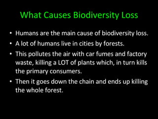 What Causes Biodiversity Loss Humans are the main cause of biodiversity loss. A lot of humans live in cities by forests. This pollutes the air with car fumes and factory waste, killing a LOT of plants which, in turn kills the primary consumers. Then it goes down the chain and ends up killing the whole forest.