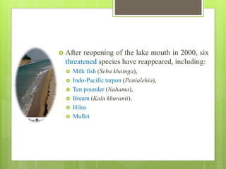  After reopening of the lake mouth in 2000, six
threatened species have reappeared, including:
 Milk fish (Seba khainga),
 Indo-Pacific tarpon (Panialehio),
 Ten pounder (Nahama),
 Bream (Kala khuranti),
 Hilsa
 Mullet
 