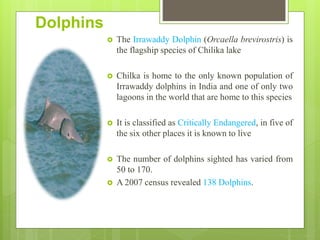 Dolphins
 The Irrawaddy Dolphin (Orcaella brevirostris) is
the flagship species of Chilika lake
 Chilka is home to the only known population of
Irrawaddy dolphins in India and one of only two
lagoons in the world that are home to this species
 It is classified as Critically Endangered, in five of
the six other places it is known to live
 The number of dolphins sighted has varied from
50 to 170.
 A 2007 census revealed 138 Dolphins.
 
