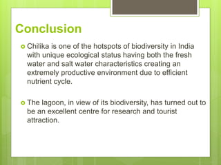 Conclusion
 Chilika is one of the hotspots of biodiversity in India
with unique ecological status having both the fresh
water and salt water characteristics creating an
extremely productive environment due to efficient
nutrient cycle.
 The lagoon, in view of its biodiversity, has turned out to
be an excellent centre for research and tourist
attraction.
 