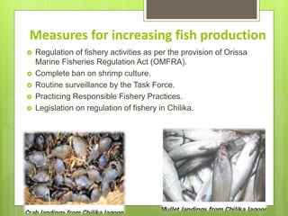 Measures for increasing fish production
 Regulation of fishery activities as per the provision of Orissa
Marine Fisheries Regulation Act (OMFRA).
 Complete ban on shrimp culture.
 Routine surveillance by the Task Force.
 Practicing Responsible Fishery Practices.
 Legislation on regulation of fishery in Chilika.
 