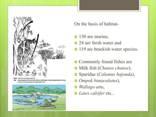 On the basis of habitat-
 150 are marine,
 24 are fresh water and
 119 are brackish water species.
 Commonly found fishes are
 Milk fish (Chanos chanos),
 Sparidae (Calamus bajonda),
 Ompok bimaculatus),
 Wallago attu,
 Lates calsifer etc..
 
