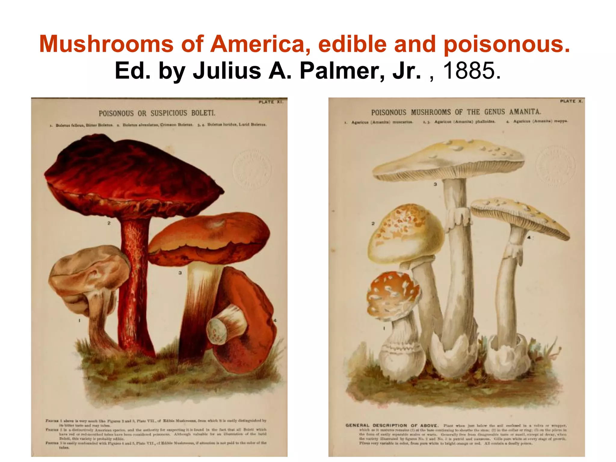 Mushrooms of America, edible and poisonous.  Ed. by Julius A. Palmer, Jr.  , 1885. 