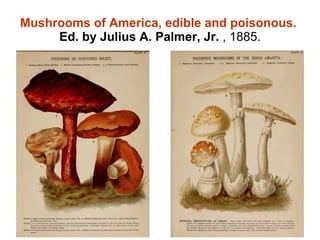 Mushrooms of America, edible and poisonous.  Ed. by Julius A. Palmer, Jr.  , 1885. 