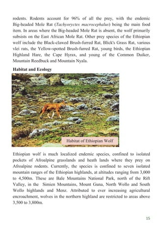 15
rodents. Rodents account for 96% of all the prey, with the endemic
Big-headed Mole Rat (Tachyoryctes macrocephalus) being the main food
item. In areas where the Big-headed Mole Rat is absent, the wolf primarily
subsists on the East African Mole Rat. Other prey species of the Ethiopian
wolf include the Black-clawed Brush-furred Rat, Blick's Grass Rat, various
vlei rats, the Yellow-spotted Brush-furred Rat, young birds, the Ethiopian
Highland Hare, the Cape Hyrax, and young of the Common Duiker,
Mountain Reedbuck and Mountain Nyala.
Habitat and Ecology
Ethiopian wolf is much localized endemic species, confined to isolated
pockets of Afroalpine grasslands and heath lands where they prey on
Afroalpine rodents. Currently, the species is confined to seven isolated
mountain ranges of the Ethiopian highlands, at altitudes ranging from 3,000
to 4,500m. These are Bale Mountains National Park, north of the Rift
Valley, in the Simien Mountains, Mount Guna, North Wollo and South
Wollo highlands and Menz. Attributed to ever increasing agricultural
encroachment, wolves in the northern highland are restricted to areas above
3,500 to 3,800m.
Habitat of Ethiopian Wolf
 