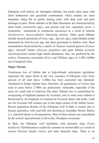 16
Ethiopian wolf utilizes all Afroalpine habitats, but prefer open areas with
short herbaceous and grassland communities where rodents are most
abundant, along flat or gently sloping areas with deep soils and poor
drainage in parts. Prime habitats in the Bale Mountains are characterized by
short herbs (Alchemilla spp.), and grasses and low vegetation cover: a
community maintained in continuous succession as a result of molerat
(Tachyoryctes macrocephalus) burrowing activity. Other good habitats
include tussock grasslands (Festuca spp., Agrostis spp.), high-altitude scrubs
dominated by Helichrysum spp. and short grasslands in shallow soils. Plant
communities characterized by a matrix of „Guassa‟ tussock grasses (Festuca
spp.), 'cherenfi' bushes (Euryops pinifolius) and giant lobelias (Lobelia
rhynchopetalum) sustain high rodent abundance; thus, are preferred by the
wolves. Ericaceous moorlands (Erica and Phillipia spp.) at 3,200–3,600m
are of marginal value.
Major Threats
Continuous loss of habitat due to high-altitude subsistence agriculture
represents the major threat to the very existence of Ethiopian wolf. Sixty
percent of all land above 3,200m has been converted into farmland.
Attributed to further habitat loses, therefore, all populations of wolves that
exist in areas below 3,700m are particularly vulnerable, especially if the
areas are small and of relatively flat relief. Habitat loss is exacerbated by
overgrazing of highland pastures by livestock, and in some areas habitat is
threatened by development of commercial livestock farms and roads. Land
use for livestock still remains one of the major causes of the habitat losses.
Recent population decline of the Ethiopian wolf in Bale is mostly due to
disease epizootics, with road kills and shooting as secondary threats. Rabies
is a potential threat to all populations. Most of these threats are exacerbated
by the wolves' specialization to life in the Afroalpine ecosystem.
In Bale, the Ethiopian wolf hybridizes with domestic dogs (Canis
familiaris). Hybridization is relatively common in western Bale as a result of
crosses between female wolves and male domestic dogs. There is no
 