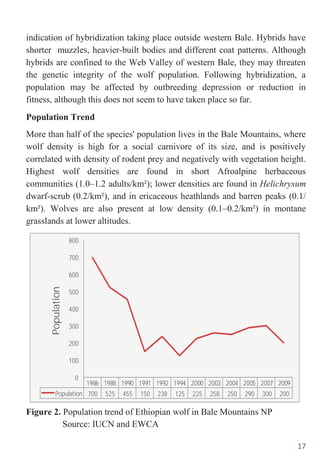 17
indication of hybridization taking place outside western Bale. Hybrids have
shorter muzzles, heavier-built bodies and different coat patterns. Although
hybrids are confined to the Web Valley of western Bale, they may threaten
the genetic integrity of the wolf population. Following hybridization, a
population may be affected by outbreeding depression or reduction in
fitness, although this does not seem to have taken place so far.
Population Trend
More than half of the species' population lives in the Bale Mountains, where
wolf density is high for a social carnivore of its size, and is positively
correlated with density of rodent prey and negatively with vegetation height.
Highest wolf densities are found in short Afroalpine herbaceous
communities (1.0–1.2 adults/km²); lower densities are found in Helichrysum
dwarf-scrub (0.2/km²), and in ericaceous heathlands and barren peaks (0.1/
km²). Wolves are also present at low density (0.1–0.2/km²) in montane
grasslands at lower altitudes.
Figure 2. Population trend of Ethiopian wolf in Bale Mountains NP
Source: IUCN and EWCA
1986 1988 1990 1991 1992 1994 2000 2003 2004 2005 2007 2009
Population 700 525 455 150 238 125 225 258 250 290 300 200
0
100
200
300
400
500
600
700
800
Population
 