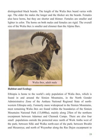 19
distinguished black beards. The length of the Walia ibex beard varies with
age. The older the males the longer and the thicker are the beards. Females
also have horns, but they are shorter and thinner. Females are smaller and
lighter in color. The horns on both males and females are rigid. The overall
size of the Walia ibex is smaller and slimmer than the Alpine Ibex.
Habitat and Ecology
Ethiopia is home to the world‟s only population of Walia ibex, which is
found in and around the Simien Mountains, in the North Gonder
Administrative Zone of the Amhara National Regional State of north-
western Ethiopia only. Formerly more widespread in the Simien Mountains,
most remaining Walia ibex are found within the boundaries of the Simien
Mountains National Park (13,600ha), mainly along 25km of the northern
escarpment between Adarmaz and Chennek Camps. There are also four
small populations outside the protected area: north of Werk Amba west of
the park; between Silki and Walka north-east of the park; between Bwahit
and Mesarerya; and north of Weynobar along the Ras Dejen escarpment to
Walia ibex, adult male
 