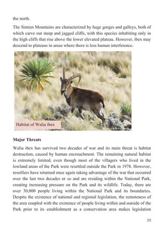 20
the north.
The Simien Mountains are characterized by huge gorges and galleys, both of
which carve out steep and jagged cliffs, with this species inhabiting only in
the high cliffs that rise above the lower elevated plateau. However, ibex may
descend to plateaus in areas where there is less human interference.
Major Threats
Walia ibex has survived two decades of war and its main threat is habitat
destruction, caused by human encroachment. The remaining natural habitat
is extremely limited, even though most of the villagers who lived in the
lowland areas of the Park were resettled outside the Park in 1978. However,
resetllers have returned once again taking advantage of the war that occurred
over the last two decades or so and are residing within the National Park,
creating increasing pressure on the Park and its wildlife. Today, there are
over 30,000 people living within the National Park and its boundaries.
Despite the existence of national and regional legislation, the remoteness of
the area coupled with the existence of people living within and outside of the
Park prior to its establishment as a conservation area makes legislation
Habitat of Walia ibex
 