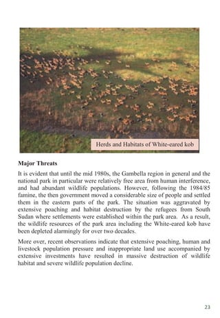 23
Major Threats
It is evident that until the mid 1980s, the Gambella region in general and the
national park in particular were relatively free area from human interference,
and had abundant wildlife populations. However, following the 1984/85
famine, the then government moved a considerable size of people and settled
them in the eastern parts of the park. The situation was aggravated by
extensive poaching and habitat destruction by the refugees from South
Sudan where settlements were established within the park area. As a result,
the wildlife resources of the park area including the White-eared kob have
been depleted alarmingly for over two decades.
More over, recent observations indicate that extensive poaching, human and
livestock population pressure and inappropriate land use accompanied by
extensive investments have resulted in massive destruction of wildlife
habitat and severe wildlife population decline.
Herds and Habitats of White-eared kob
 