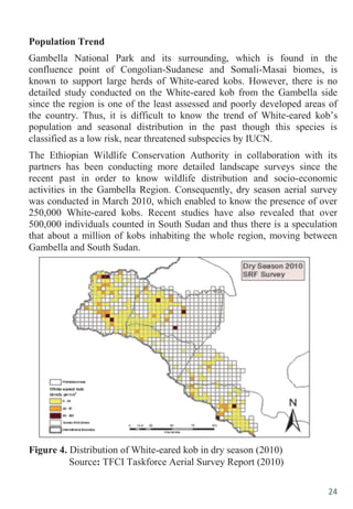 24
Population Trend
Gambella National Park and its surrounding, which is found in the
confluence point of Congolian-Sudanese and Somali-Masai biomes, is
known to support large herds of White-eared kobs. However, there is no
detailed study conducted on the White-eared kob from the Gambella side
since the region is one of the least assessed and poorly developed areas of
the country. Thus, it is difficult to know the trend of White-eared kob‟s
population and seasonal distribution in the past though this species is
classified as a low risk, near threatened subspecies by IUCN.
The Ethiopian Wildlife Conservation Authority in collaboration with its
partners has been conducting more detailed landscape surveys since the
recent past in order to know wildlife distribution and socio-economic
activities in the Gambella Region. Consequently, dry season aerial survey
was conducted in March 2010, which enabled to know the presence of over
250,000 White-eared kobs. Recent studies have also revealed that over
500,000 individuals counted in South Sudan and thus there is a speculation
that about a million of kobs inhabiting the whole region, moving between
Gambella and South Sudan.
Figure 4. Distribution of White-eared kob in dry season (2010)
Source: TFCI Taskforce Aerial Survey Report (2010)
 