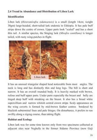 26
2.4 Trend in Abundance and Distribution of Liben Lark
Identification
Liben lark (Heteromirafra sidamoensis) is a small (length 14cm; weight
30gm) large-headed, short-tailed lark endemic to Ethiopia. It has pale buff
stripe down the centre of crown. Upper parts look "scaled" and has a short
thin tail. A similar species, the Singing lark (Mirafra cantillans) is longer
tailed, with rusty wing-patches in flight.
It has an unusual triangular shaped head noticeable from most angles. The
neck is long and has distinctly thin and long legs. The bill is short and
narrow. It has an overall rounded body. It is heavily marked with brown,
rufous and buff upper parts. Under parts especially the breast and belly are
tinged deep buff with streaking on the breast. It also has a broad white
supercillium and narrow whitish central crown stripe. Scaly appearance on
the wing coverts is formed by mid-brown feather centres bordered by
blackish subterminal lines and pale fringes. On disturbance, it prefers to run
swiftly along a zigzag course, than taking flight.
Habitat and Ecology
Liben lark was for some time known only from two specimens collected at
adjacent sites near Neghelle in the former Sidamo Province (now Guji
Liben lark
 
