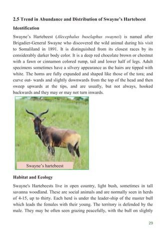 29
2.5 Trend in Abundance and Distribution of Swayne’s Hartebeest
Identification
Swayne‟s Hartebeest (Alecephalus buselaphus swaynei) is named after
Brigadier-General Swayne who discovered the wild animal during his visit
to Somaliland in 1891. It is distinguished from its closest races by its
considerably darker body color. It is a deep red chocolate brown or chestnut
with a fawn or cinnamon colored rump, tail and lower half of legs. Adult
specimens sometimes have a silvery appearance as the hairs are tipped with
white. The horns are fully expanded and shaped like those of the tora; and
curve out- wards and slightly downwards from the top of the head and then
sweep upwards at the tips, and are usually, but not always, hooked
backwards and they may or may not turn inwards.
Habitat and Ecology
Swayne's Hartebeests live in open country, light bush, sometimes in tall
savanna woodland. These are social animals and are normally seen in herds
of 4-15, up to thirty. Each herd is under the leader-ship of the master bull
which leads the females with their young. The territory is defended by the
male. They may be often seen grazing peacefully, with the bull on slightly
Swayne‟s hartebeest
 