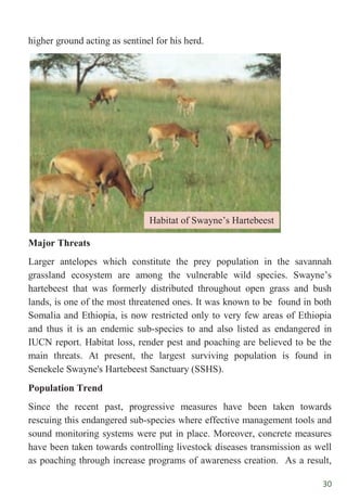 30
higher ground acting as sentinel for his herd.
Major Threats
Larger antelopes which constitute the prey population in the savannah
grassland ecosystem are among the vulnerable wild species. Swayne‟s
hartebeest that was formerly distributed throughout open grass and bush
lands, is one of the most threatened ones. It was known to be found in both
Somalia and Ethiopia, is now restricted only to very few areas of Ethiopia
and thus it is an endemic sub-species to and also listed as endangered in
IUCN report. Habitat loss, render pest and poaching are believed to be the
main threats. At present, the largest surviving population is found in
Senekele Swayne's Hartebeest Sanctuary (SSHS).
Population Trend
Since the recent past, progressive measures have been taken towards
rescuing this endangered sub-species where effective management tools and
sound monitoring systems were put in place. Moreover, concrete measures
have been taken towards controlling livestock diseases transmission as well
as poaching through increase programs of awareness creation. As a result,
Habitat of Swayne‟s Hartebeest
 