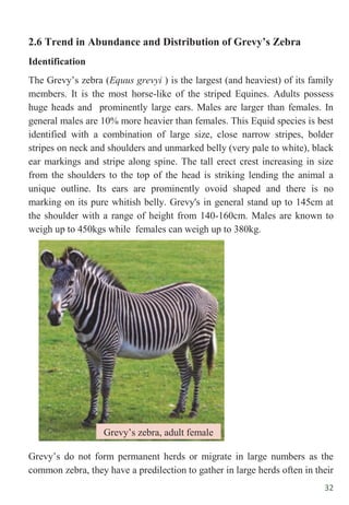 32
2.6 Trend in Abundance and Distribution of Grevy’s Zebra
Identification
The Grevy‟s zebra (Equus grevyi ) is the largest (and heaviest) of its family
members. It is the most horse-like of the striped Equines. Adults possess
huge heads and prominently large ears. Males are larger than females. In
general males are 10% more heavier than females. This Equid species is best
identified with a combination of large size, close narrow stripes, bolder
stripes on neck and shoulders and unmarked belly (very pale to white), black
ear markings and stripe along spine. The tall erect crest increasing in size
from the shoulders to the top of the head is striking lending the animal a
unique outline. Its ears are prominently ovoid shaped and there is no
marking on its pure whitish belly. Grevy's in general stand up to 145cm at
the shoulder with a range of height from 140-160cm. Males are known to
weigh up to 450kgs while females can weigh up to 380kg.
Grevy‟s do not form permanent herds or migrate in large numbers as the
common zebra, they have a predilection to gather in large herds often in their
Grevy‟s zebra, adult female
 