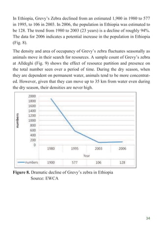 34
In Ethiopia, Grevy‟s Zebra declined from an estimated 1,900 in 1980 to 577
in 1995, to 106 in 2003. In 2006, the population in Ethiopia was estimated to
be 128. The trend from 1980 to 2003 (23 years) is a decline of roughly 94%.
The data for 2006 indicates a potential increase in the population in Ethiopia
(Fig. 8).
The density and area of occupancy of Grevy‟s zebra fluctuates seasonally as
animals move in their search for resources. A sample count of Grevy‟s zebra
at Alldeghi (Fig. 9) shows the effect of resource partition and presence on
the total number seen over a period of time. During the dry season, when
they are dependent on permanent water, animals tend to be more concentrat-
ed. However, given that they can move up to 35 km from water even during
the dry season, their densities are never high.
Figure 8. Dramatic decline of Grevy‟s zebra in Ethiopia
Source: EWCA
 