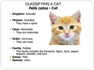 Biodiversity: Species, classification, importance | PPT