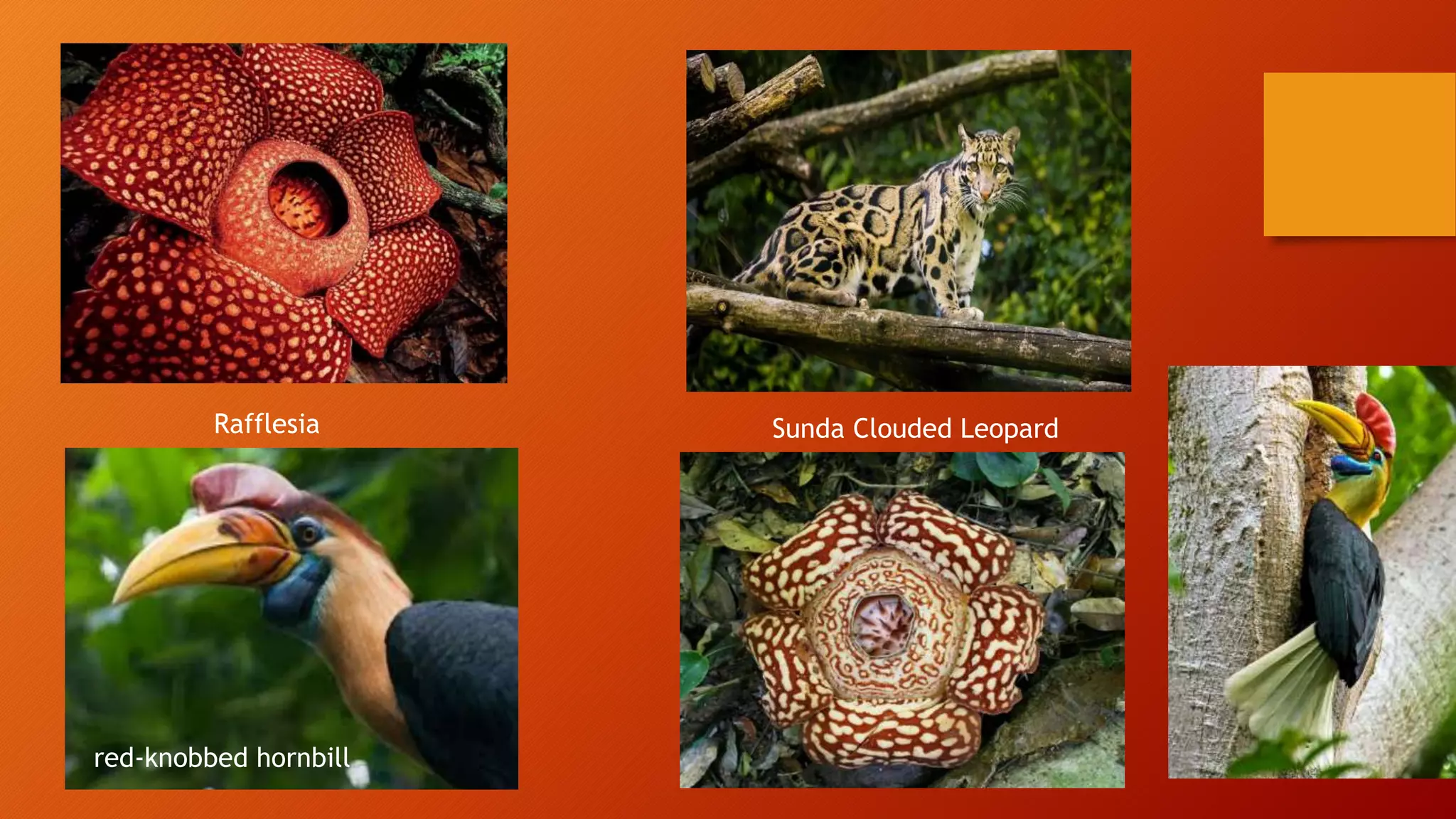 Biodiversity and its conservation techniques | PPTX