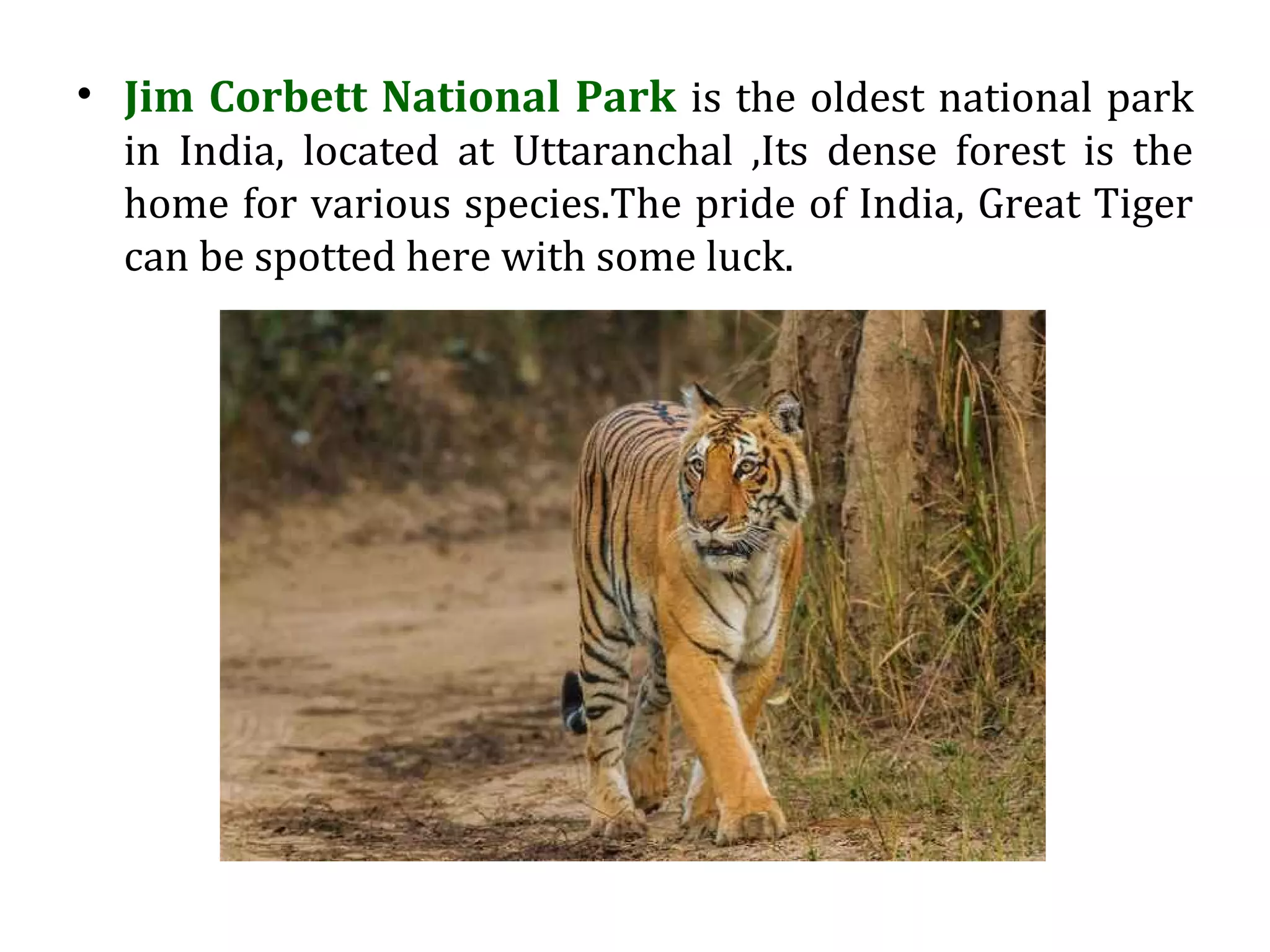 • Jim Corbett National Park is the oldest national park
in India, located at Uttaranchal ,Its dense forest is the
home for various species.The pride of India, Great Tiger
can be spotted here with some luck.
 