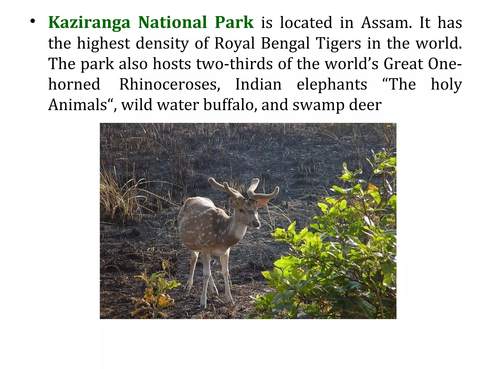 • Kaziranga National Park is located in Assam. It has
the highest density of Royal Bengal Tigers in the world.
The park also hosts two-thirds of the world’s Great One-
horned Rhinoceroses, Indian elephants “The holy
Animals“, wild water buffalo, and swamp deer
 