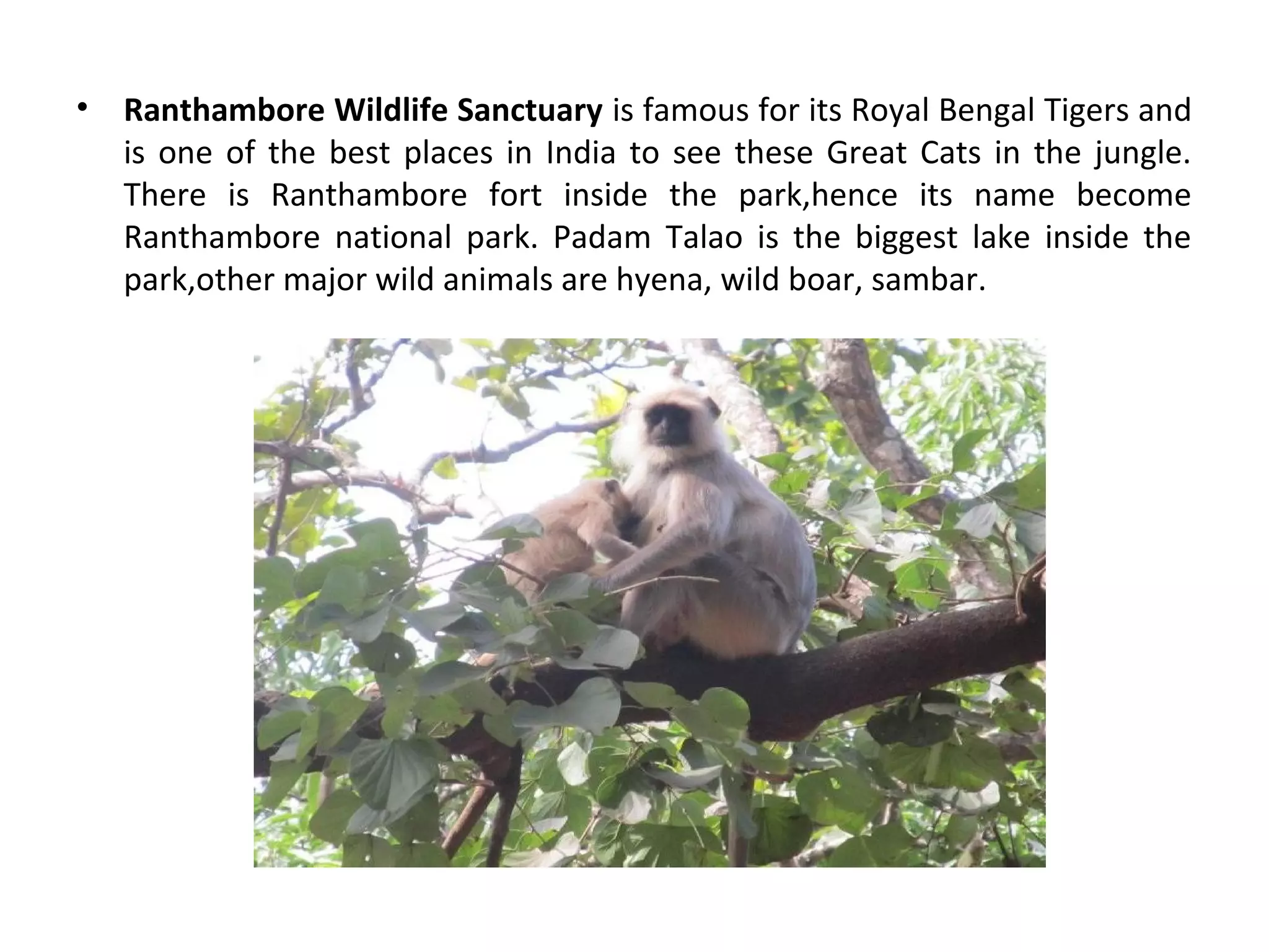 • Ranthambore Wildlife Sanctuary is famous for its Royal Bengal Tigers and
is one of the best places in India to see these Great Cats in the jungle.
There is Ranthambore fort inside the park,hence its name become
Ranthambore national park. Padam Talao is the biggest lake inside the
park,other major wild animals are hyena, wild boar, sambar.
 