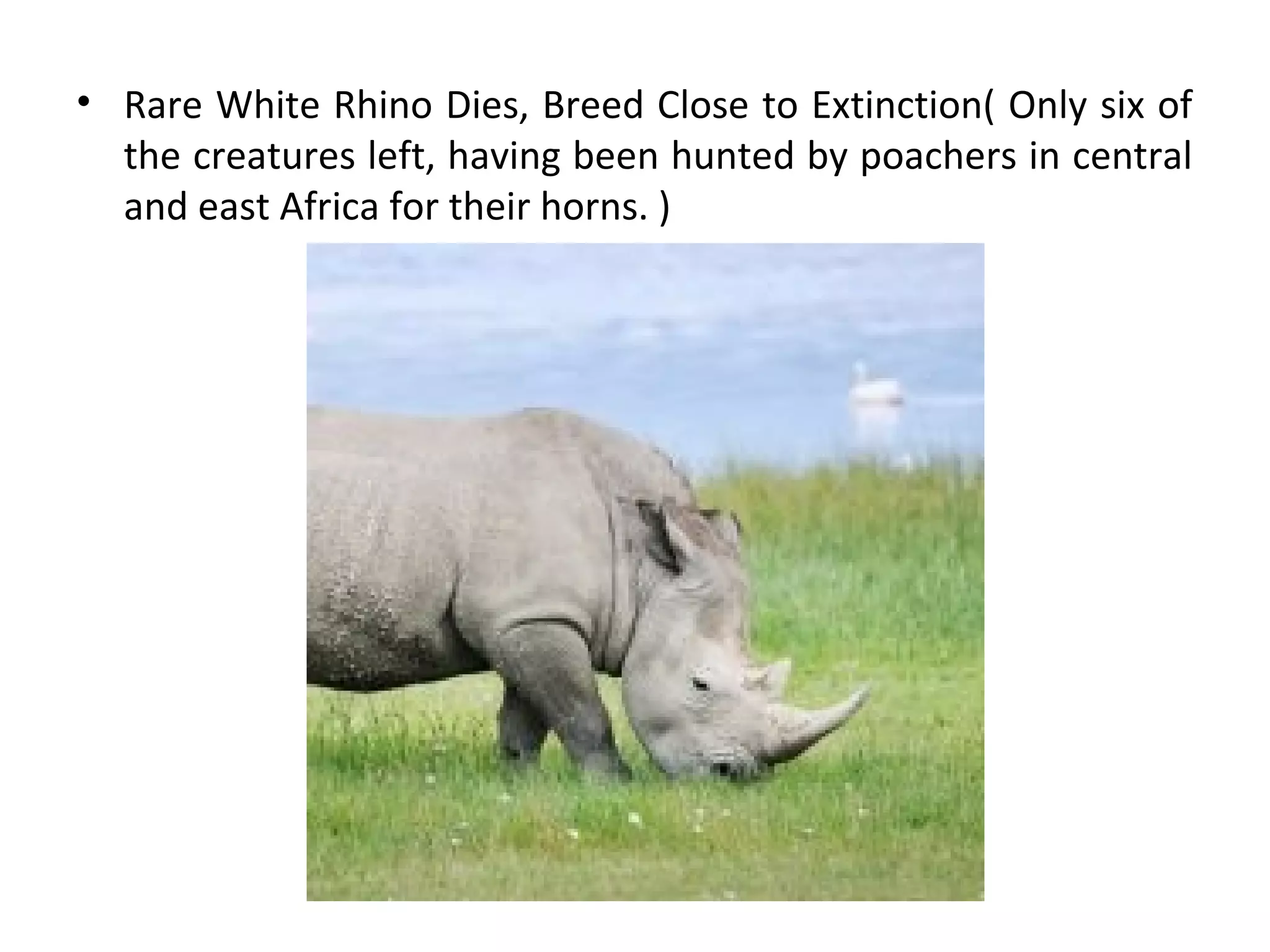 • Rare White Rhino Dies, Breed Close to Extinction( Only six of
the creatures left, having been hunted by poachers in central
and east Africa for their horns. )
 