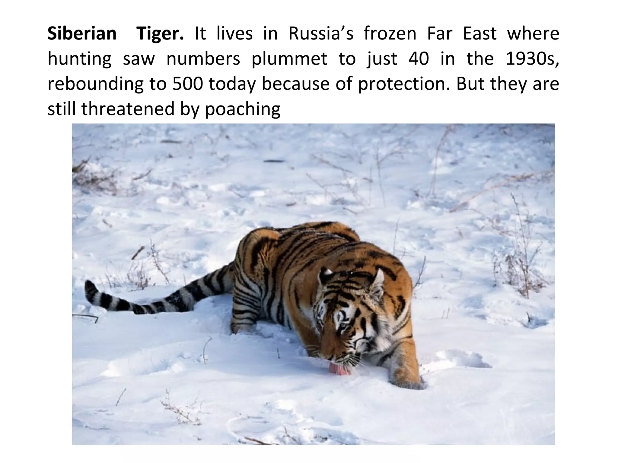 Siberian Tiger. It lives in Russia’s frozen Far East where
hunting saw numbers plummet to just 40 in the 1930s,
rebounding to 500 today because of protection. But they are
still threatened by poaching
 