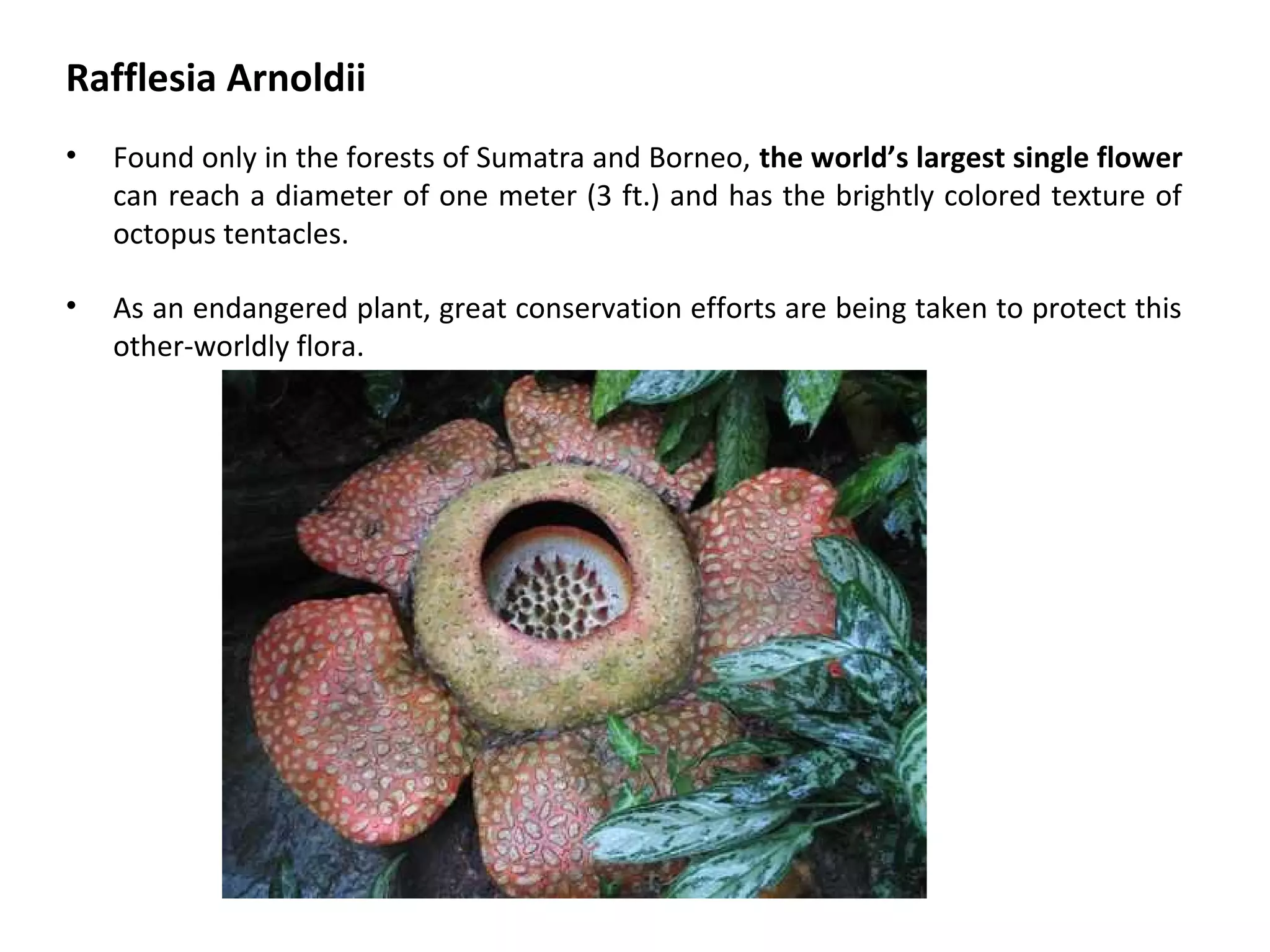 Rafflesia Arnoldii
• Found only in the forests of Sumatra and Borneo, the world’s largest single flower
can reach a diameter of one meter (3 ft.) and has the brightly colored texture of
octopus tentacles.
• As an endangered plant, great conservation efforts are being taken to protect this
other-worldly flora.
 