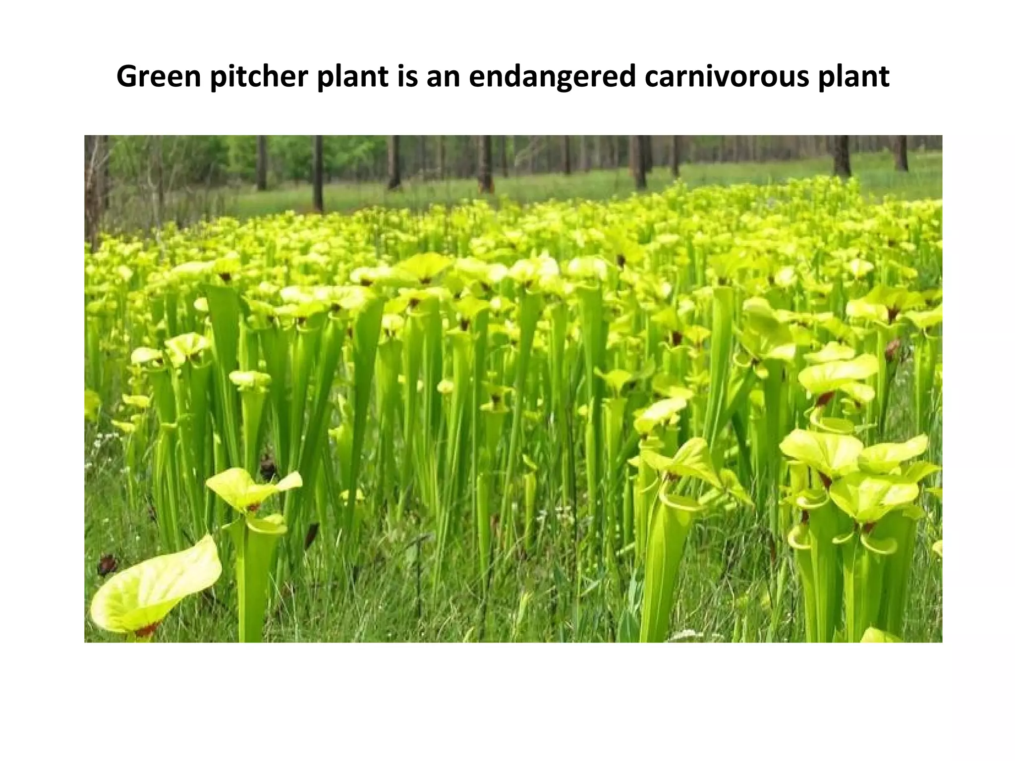 Green pitcher plant is an endangered carnivorous plant
 
