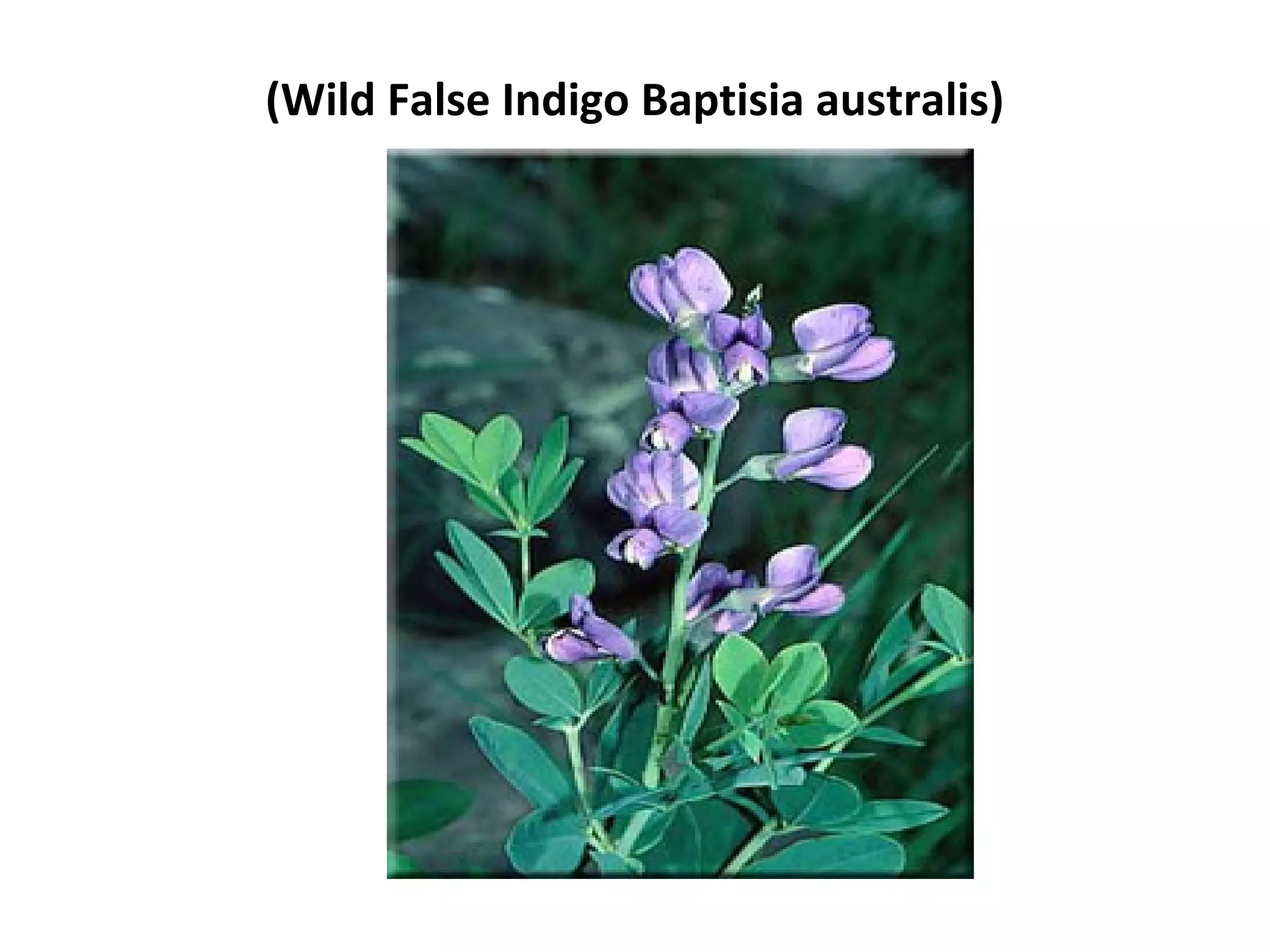 (Wild False Indigo Baptisia australis)
 