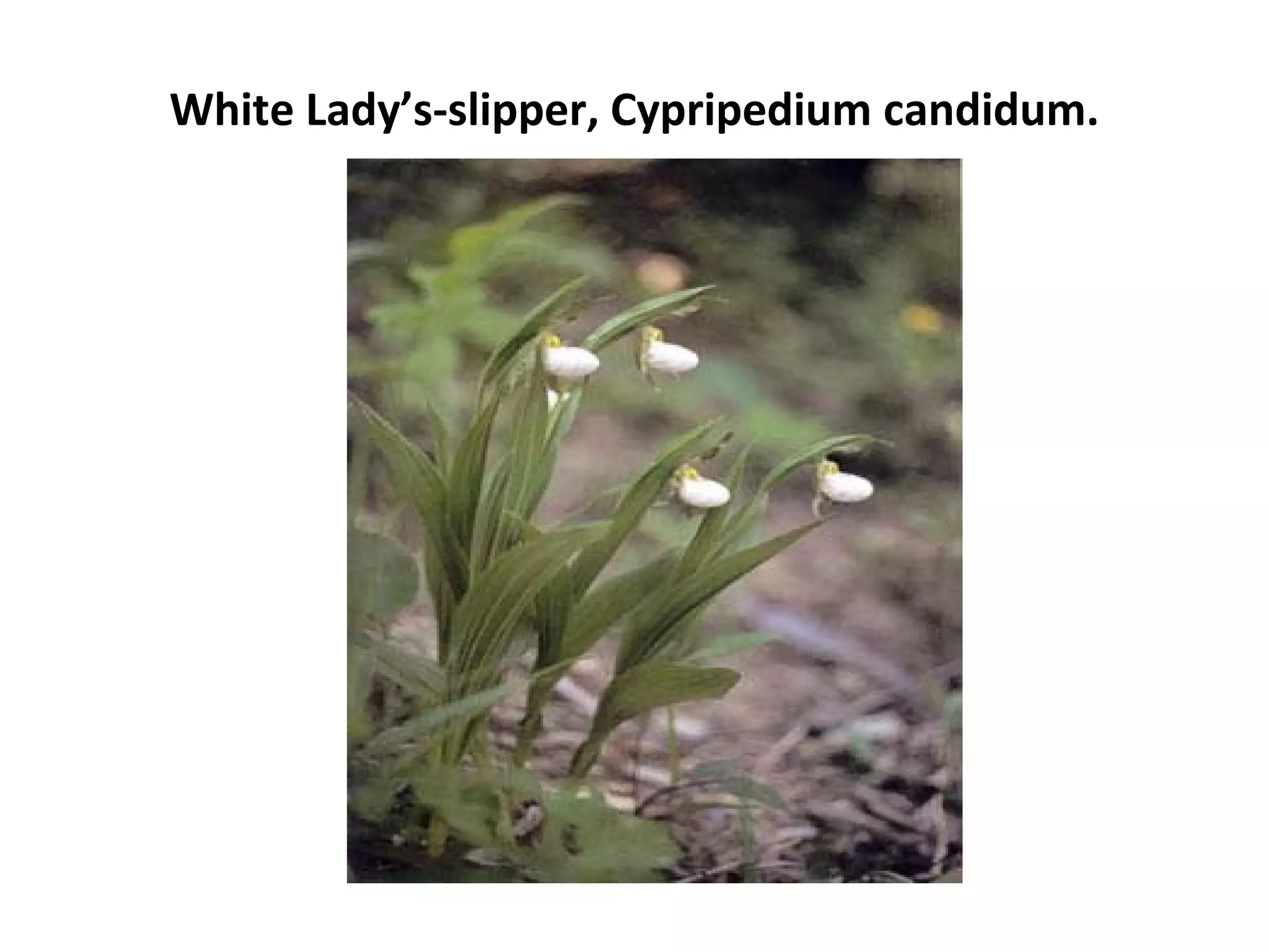 White Lady’s-slipper, Cypripedium candidum.
 