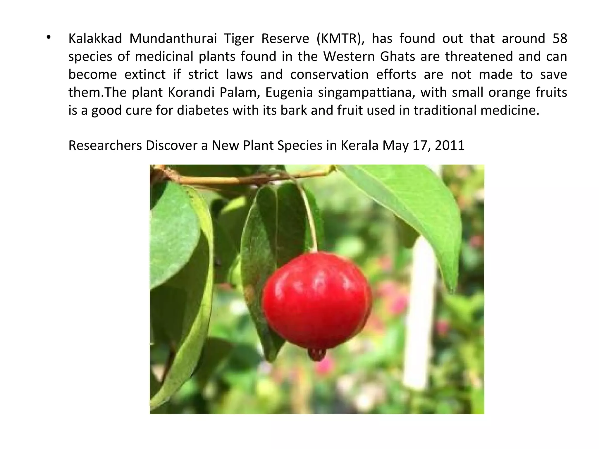 • Kalakkad Mundanthurai Tiger Reserve (KMTR), has found out that around 58
species of medicinal plants found in the Western Ghats are threatened and can
become extinct if strict laws and conservation efforts are not made to save
them.The plant Korandi Palam, Eugenia singampattiana, with small orange fruits
is a good cure for diabetes with its bark and fruit used in traditional medicine.
Researchers Discover a New Plant Species in Kerala May 17, 2011
 