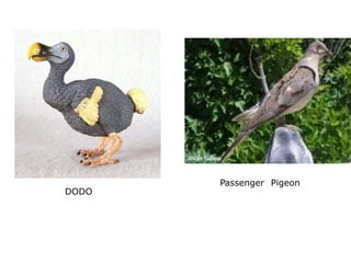 DODO
Passenger Pigeon
 