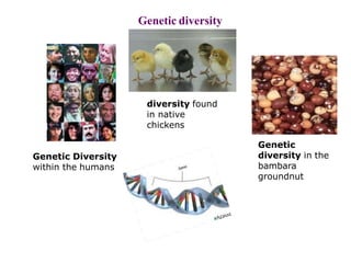 Genetic diversity
Genetic
diversity in the
bambara
groundnut
diversity found
in native
chickens
Genetic Diversity
within the humans
 