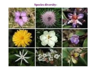 Species diversity-
 