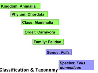 Kingdom: Animalia
Phylum: Chordata
Class: Mammalia
Order: Carnivora
Family: Felidae
Genus: Felis
Species: Felis
domesticus
Classification & Taxonomy
 