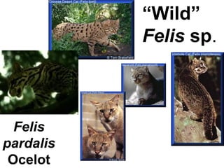 “Wild”
Felis sp.
Felis
pardalis
Ocelot
 