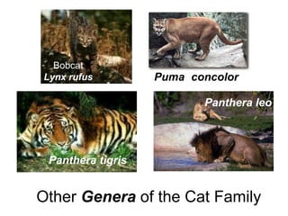 Bobcat
Lynx rufus
Panthera tigris
Panthera leo
Puma concolor
Other Genera of the Cat Family
 