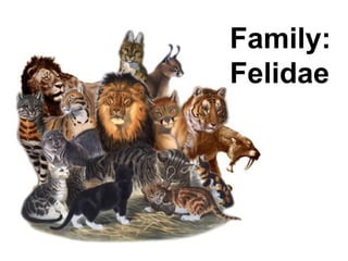 Family:
Felidae
 