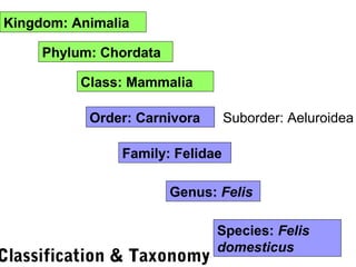 Kingdom: Animalia
Phylum: Chordata
Class: Mammalia
Order: Carnivora
Family: Felidae
Genus: Felis
Species: Felis
domesticus
Classification & Taxonomy
Suborder: Aeluroidea
 