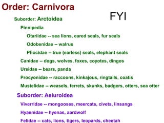 Order: Carnivora
Suborder: Arctoidea
Pinnipedia
Otariidae -- sea lions, eared seals, fur seals
Odobenidae -- walrus
Phocidae -- true (earless) seals, elephant seals
Canidae -- dogs, wolves, foxes, coyotes, dingos
Ursidae -- bears, panda
Procyonidae -- raccoons, kinkajous, ringtails, coatis
Mustelidae -- weasels, ferrets, skunks, badgers, otters, sea otter
Suborder: Aeluroidea
Viverridae -- mongooses, meercats, civets, linsangs
Hyaenidae -- hyenas, aardwolf
Felidae -- cats, lions, tigers, leopards, cheetah
FYI
 