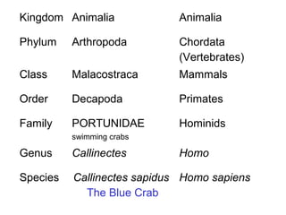 Kingdom Animalia Animalia
Phylum Arthropoda Chordata
(Vertebrates)
Class Malacostraca Mammals
Order Decapoda Primates
Family PORTUNIDAE
swimming crabs
Hominids
Genus Callinectes Homo
Species Callinectes sapidus
The Blue Crab
Homo sapiens
 