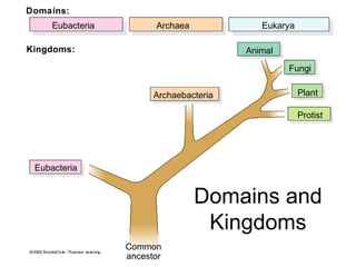 Eubacteria
Archaebacteria
Animal
Fungi
Plant
Protist
Common
ancestor
Domains:
Kingdoms:
Eubacteria Archaea Eukarya
Domains and
Kingdoms
 