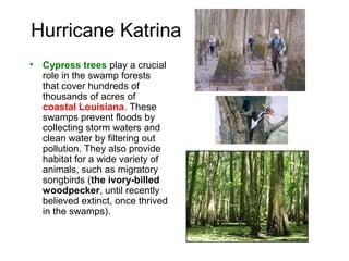 Hurricane Katrina
• Cypress trees play a crucial
role in the swamp forests
that cover hundreds of
thousands of acres of
coastal Louisiana. These
swamps prevent floods by
collecting storm waters and
clean water by filtering out
pollution. They also provide
habitat for a wide variety of
animals, such as migratory
songbirds (the ivory-billed
woodpecker, until recently
believed extinct, once thrived
in the swamps).
 