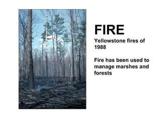 FIRE
Yellowstone fires of
1988
Fire has been used to
manage marshes and
forests
 